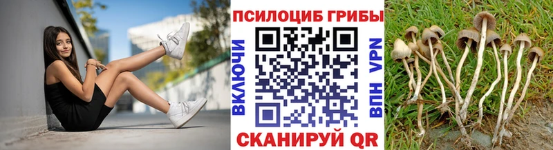 Псилоцибиновые грибы Cubensis  Петровск-Забайкальский 